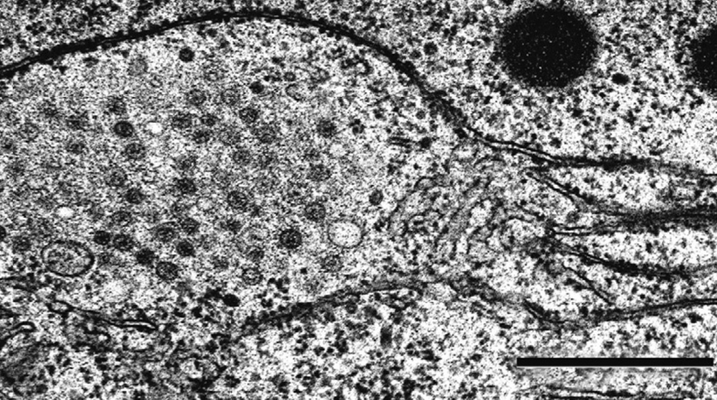 Представитель Семейства Hypoviridae
